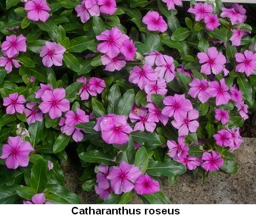 Catharanthus roseus.jpg